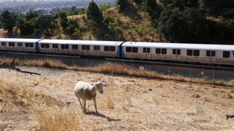 Sheep herd replaces goats in BART fire mitigation efforts